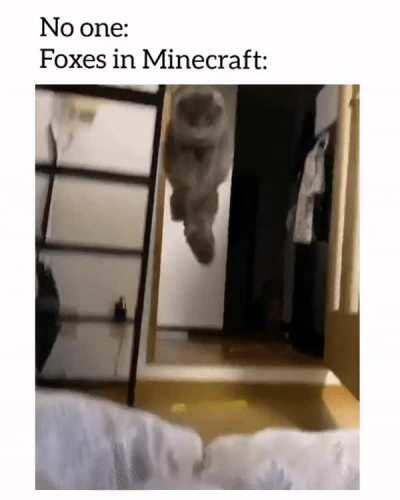 Ha ha foxes go wihuuuu