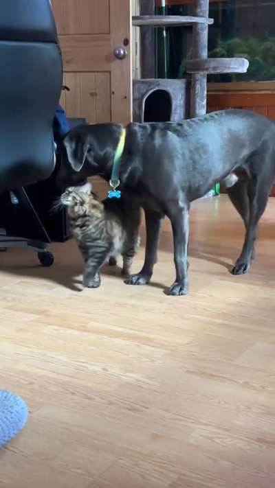 Poor guy can never escape the fluffy shadow monster