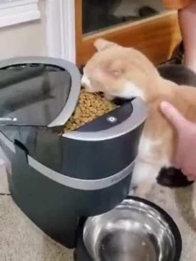 The cat just took a mouthful