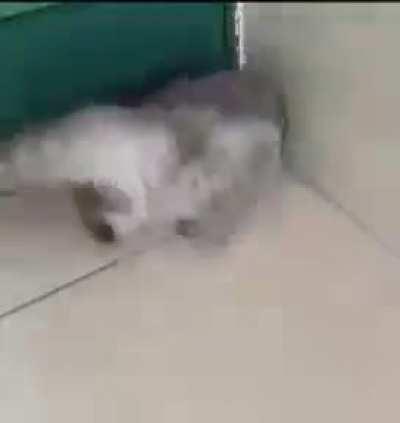 But how? 😳 🤔🐈