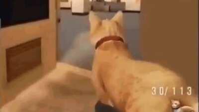 Playing with cat that shoots bullets is my biggest fantasy