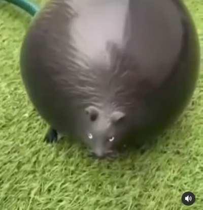 This is why ratrap wasnt in rotb