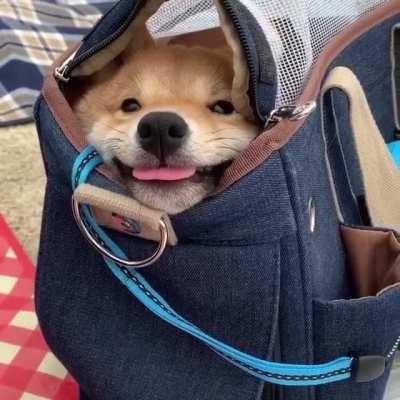 When you look at the world from the bag, it seems completely different to you.