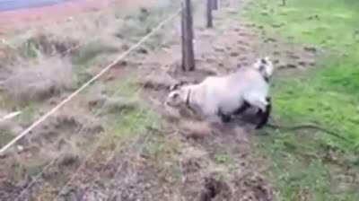 Баран и высокое напряжение