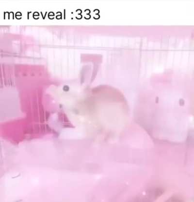 Losercity face reveal 