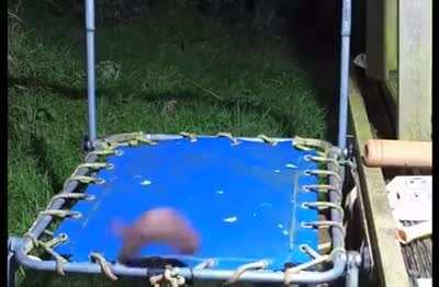 Have you seen an otter on a trampoline? No? Well, here is your chance.