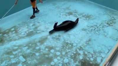 viCiOus SeA cReaTuRe RuiNs mEn's hArDwoRk