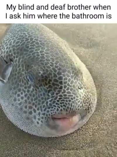 Like… just answer me bro