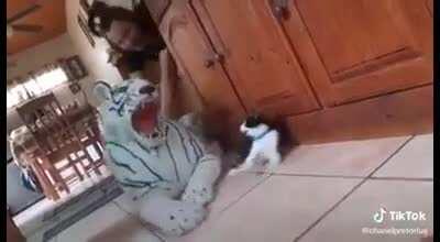 Poor cat almost had a heart attack