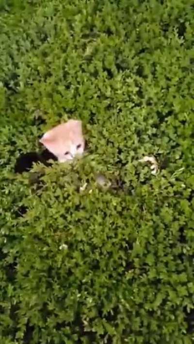 DeAdly PreDatoRs hIdE iN buSheS, AmBUSH unsuSpectIng hUmAN