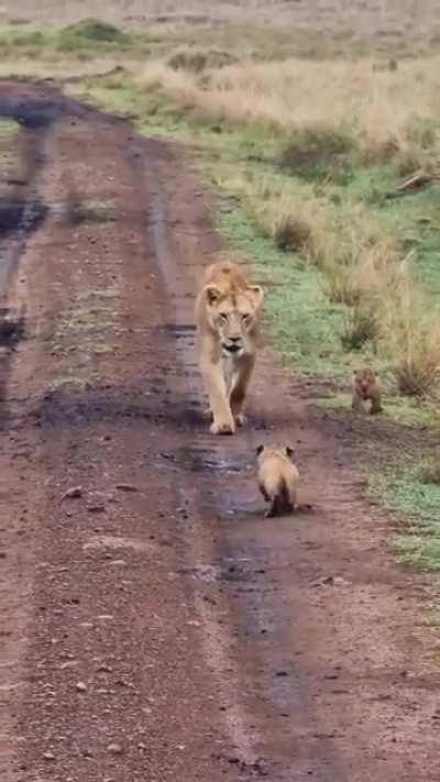 🔥 Little Lion cub gets lost from its mother in the savanna