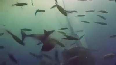 Ooooh shark! Aww sh*t.