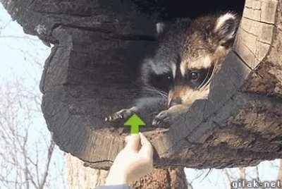 When Trash Panda praises you with an upvote