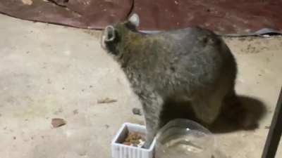 Charlie loves Food-Clarksville,TN