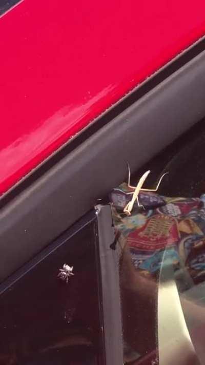 A tiny face off I saw today between a jumping spider and a baby mantis