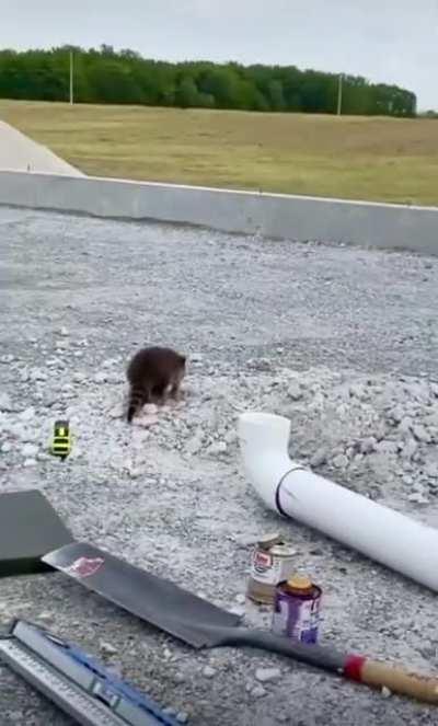 Raising an adorable raccoon to be the best assistant