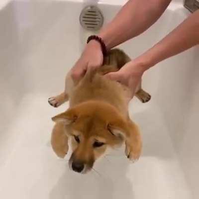 Щенок шибы не хочет купаться
