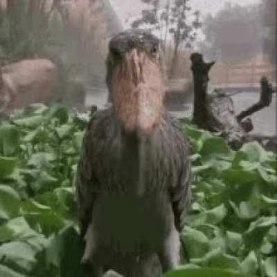 Are there fans of changed that aren’t furries?