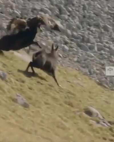 to take down the prey