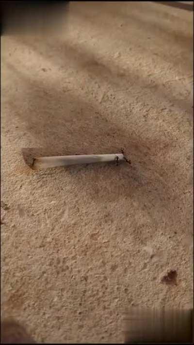 Don't know if their queen ordered it, but it's on the way! ;)