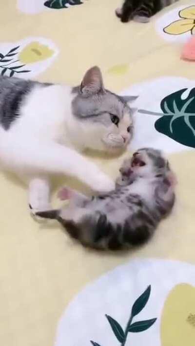 Mommy cat hugs baby kitten having a nightmare