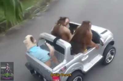 El chad de camino a ver el canelo vs sky