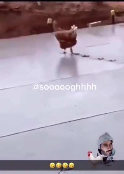 enacting revenge on the chicken that did him wrong