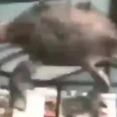 cangrejo haciendo barra