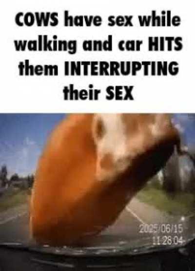 u/human147 likes cocknballs