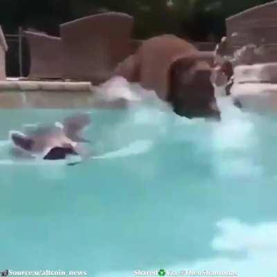Good boy helps his raccoon friend out of the pool