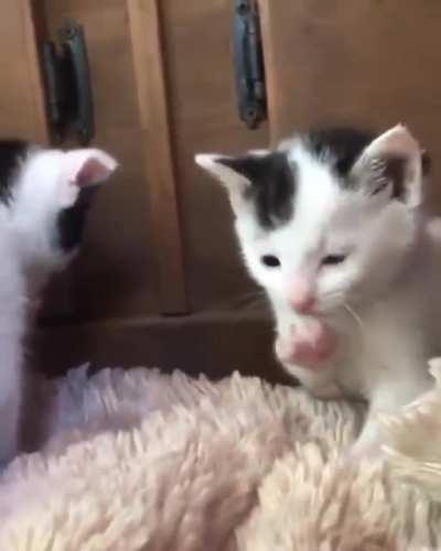 Cat learning how to lick