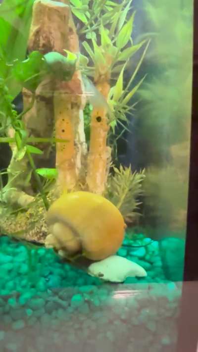 Watch out, Ms. Amano…