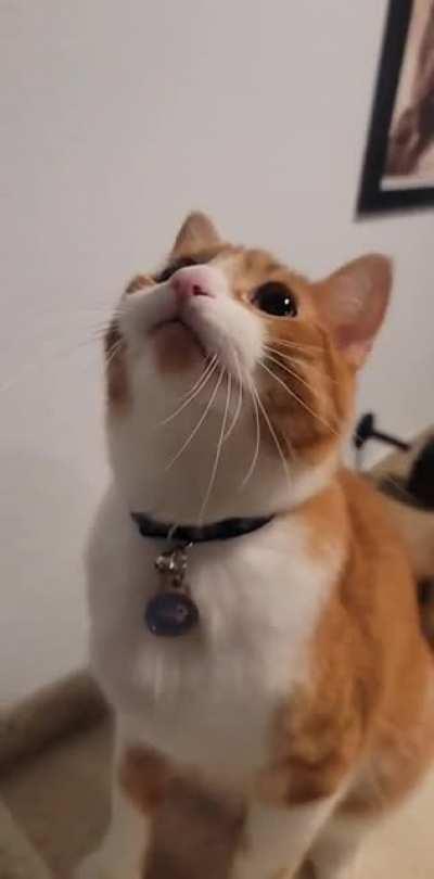 Laser out of reach chirps