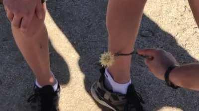 Jumping cactus on your leg, let me help