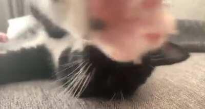 Someone pet this kitty