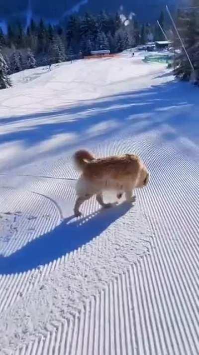 Derpy dog descends downhill
