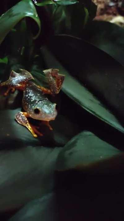 My Peruvian fringed leaf frog waking up for the night.