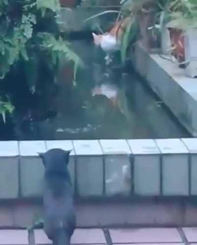 I must push this guy to the water