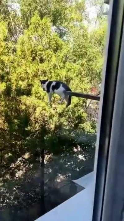 Cat doing cat things . . .