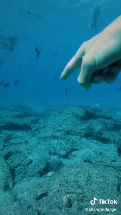 no thank you, kind sir