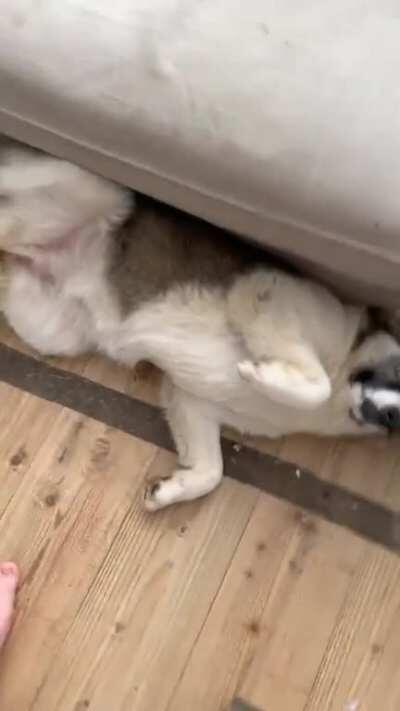 This is Areum, a Bosnian rescue dog. She’s gone from being so terrified of us both 2 weeks ago to doing this when I walk in the room!