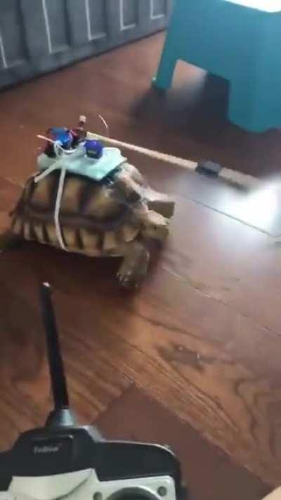 RC tortise 🐢
