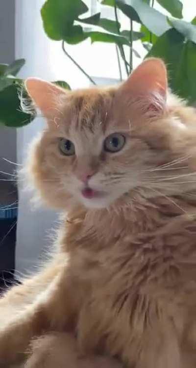 Cat.exe encountered an err0r...