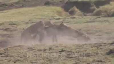Cheetah brothers take down a juvenile Wildebeest