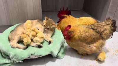 Cute chickens and cat🥰🥰🥰