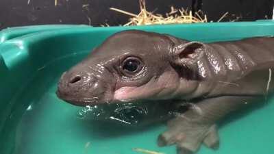 Today is Penelope's first birthday