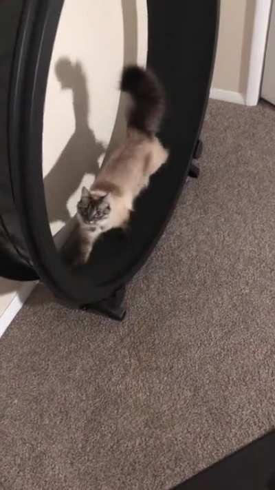 My cat likes to walk on her wheel while I’m on my exercise bike. The way she looks at me makes my heart melt 😻😭