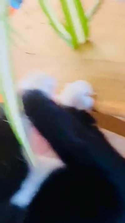 Brought home our first spider plant.. I think our cats approve..