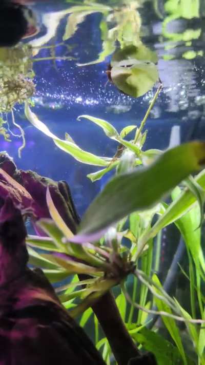 When lunch doubles as a vehicle 🐌