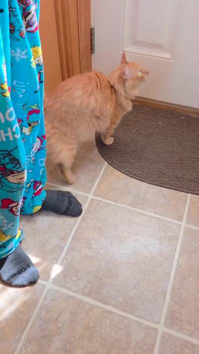 Marmalady craves her grass